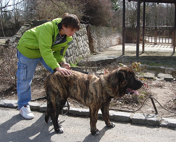 Iago Mastibe in ZOO
6 months old
