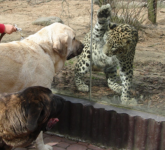 Amiga Zazi Bis Mastibe and Iago Mastibe in ZOO
Keywords: pet