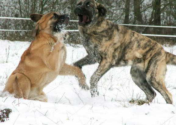 Zula & Ginny Mastibe
Keywords: snow nieve calverota