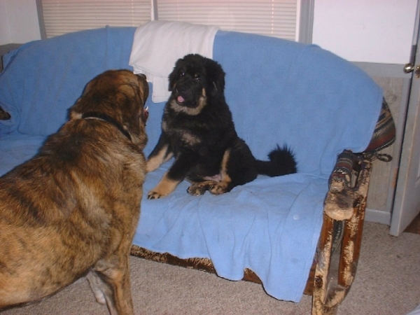 watch this!
Bolo with 16 week old tibetan mastiff pup  

Keywords: pet bolo