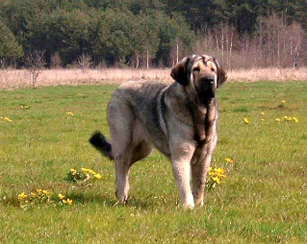 Bancia Dobra Rasa in Latvia - 22-05-2005
(Basil Mastifland x Carina z Karolewka)
Keywords: herbu