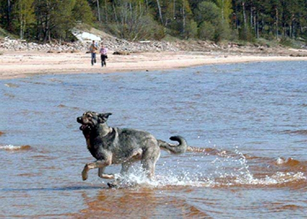 Bancia Dobra Rasa in Latvia - 22-05-2005
(Basil Mastifland x Carina z Karolewka)
Keywords: water herbu