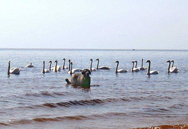 Bancia Dobra Rasa in Latvia - 22-05-2005
(Basil Mastifland x Carina z Karolewka)
Keywords: water herbu