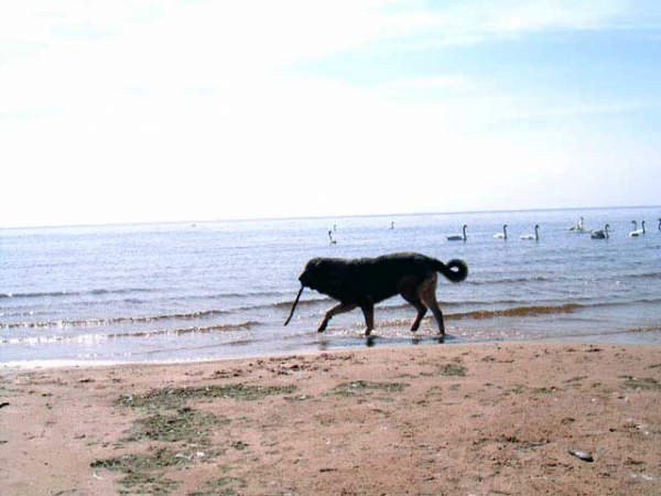 Bancia Dobra Rasa in Latvia - 22-05-2005
(Basil Mastifland x Carina z Karolewka)
Keywords: water herbu