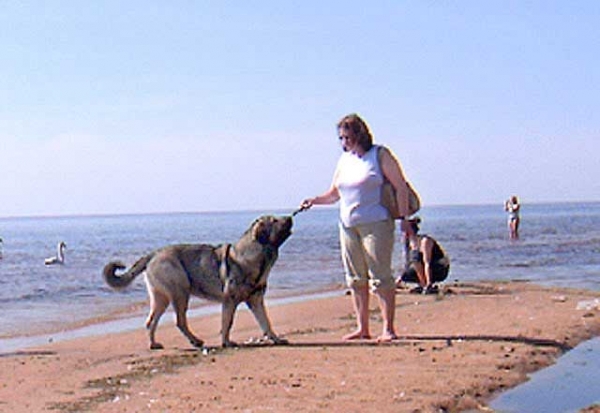 Bancia Dobra Rasa in Latvia - 22-05-2005
(Basil Mastifland x Carina z Karolewka)
Keywords: water herbu