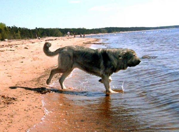 Bancia Dobra Rasa in Latvia - 22-05-2005
(Basil Mastifland x Carina z Karolewka)
Keywords: water herbu