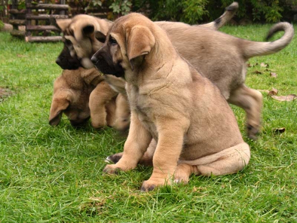 Puppies from Herbu Wielka Lapa
(Unique du Domaine du Runneval  X Bancia Dobra Rasa)
Born: 26.08.2006 
Keywords: puppypoland puppy cachorro