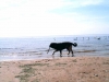 Filename=BANCIA8.jpg
Filesize=31KiB
Dimensions=640x480
Date added=%813 %16, %2006 BANCIA8.jpg
