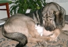 Filename=Bancia-with-friend.jpg
Filesize=61KiB
Dimensions=800x557
Date added=%858 %16, %2006 Bancia-with-friend.jpg