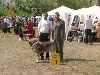 Bancia Dobra Rasa - BOB Lodz
CAC, CACIB, BOB in Lodz 2004.
(Basil Mastifland x Carina z Karolewka)
 

Keywords: show herbu