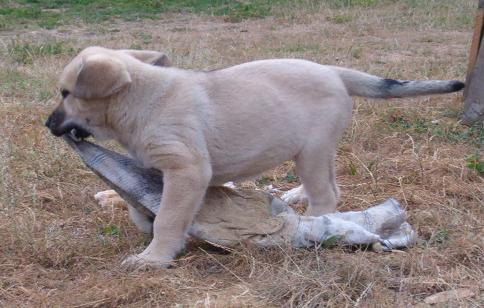 Vitamine du Domaine du Runneval et son doudou
Keywords: puppyfrance cachorro vimel