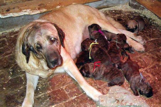 SERENA DU CHEMIN DES PUITS TOURNANTS with puppies 2006
(Basil Mastifland X Connie Mastibe) 
Keywords: vimel