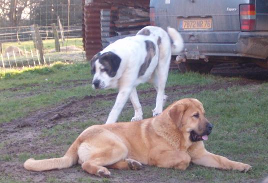 Una & Tootsie du Domaine du Runneval
Femelles Matins Espagnol de 8 et 20 mois 
Keywords: vimel