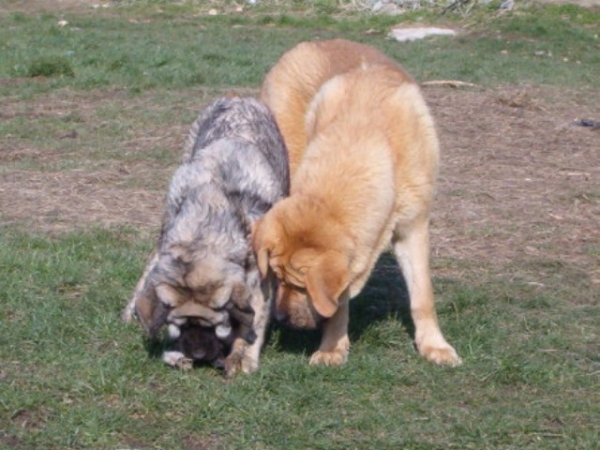 Una du Domaine du Runneval & Faltante Ha-La-Mü
MÂLE ET FEMELLE EN TRAIN DE JOUER  
 

Keywords: puppy cachorro vimel