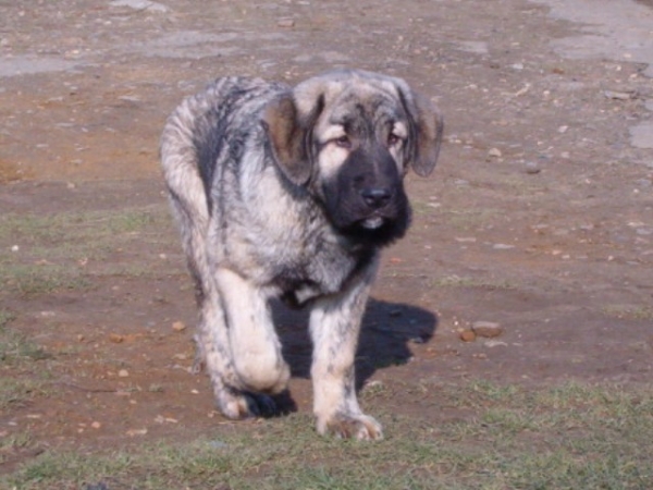 Faltante Ha-La-Mü
MÂLE DE 4 MOIS  

Trefwoorden: puppyczech puppy cachorro vimel