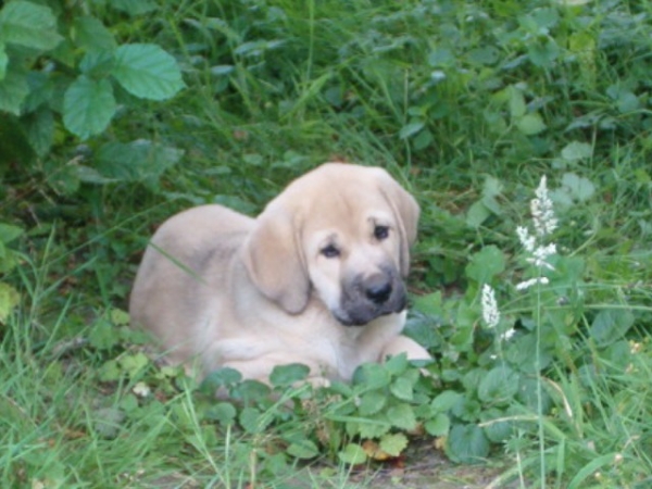 Vitamine du Domaine du Runneval
au frais sous un arbre  

Keywords: puppy cachorro