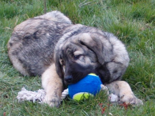 Faltante Ha-La-Mü et son
Faltante mordille son "doudou"  

Keywords: puppyczech puppy cachorro vimel