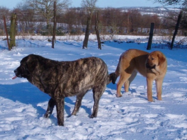 Flashy-Utane Mastibe & Una du Domaine du Runneval
Mâle et femelle 
Keywords: snow nieve vimel