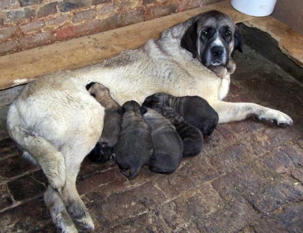 SANTANA DU CHEMIN DES PUITS TOURNANTS with puppies 2006
(Nabucco de Montes del Pardo X Rebelle du Chemin des Puits Tournants) 

Keywords: vimel