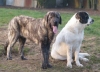 Filename=flashy-tootsie.jpg
Filesize=41KiB
Dimensions=800x581
Date added=%844 %18, %2006 flashy-tootsie.jpg
