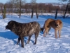 les_chiens_et_les_chevaux_01_2004_006.jpg