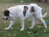 Filename=puppies_le_26_juin_2004_019.jpg
Filesize=92KiB
Dimensions=640x480
Date added=%789 %18, %2006 puppies_le_26_juin_2004_019.jpg