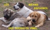 Filename=puppies_le_26_juin_2004_022.jpg
Filesize=65KiB
Dimensions=632x383
Date added=%786 %18, %2006 puppies_le_26_juin_2004_022.jpg
