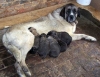 Filename=santanapuppies.jpg
Filesize=66KiB
Dimensions=800x616
Date added=%720 %08, %2007 santanapuppies.jpg