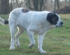 Filename=tootsie2.jpg
Filesize=30KiB
Dimensions=695x551
Date added=%825 %18, %2006 tootsie2.jpg