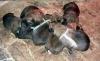 Filename=unapuppies.jpg
Filesize=29KiB
Dimensions=496x306
Date added=%747 %18, %2006 unapuppies.jpg