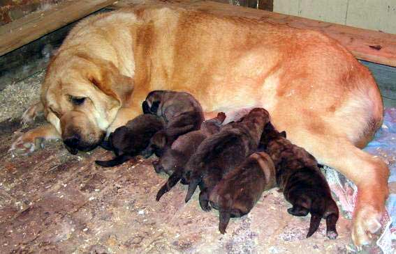 Una du Domaine du Runneval et ses chiots
Femelle de 2 ans avec ses chiots (4 mâles et 3 femelles), de 4 jours sur la photo  

Keywords: puppyfrance puppy cachorro vimel