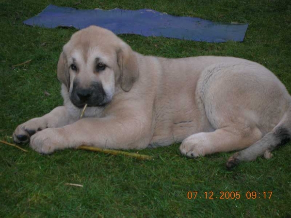 Cachorro criadero Lunava
Keywords: puppyspain puppy cachorro lunava