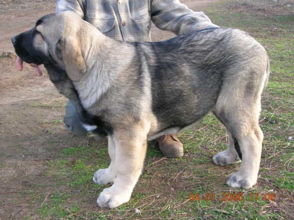Loba de Lunava - 3,5 meses
(Ch. Tajo de la Peña Mora x Muria de Galisancho)
Nacida: 17.09.2005  

Keywords: puppyspain puppy cachorro lunava
