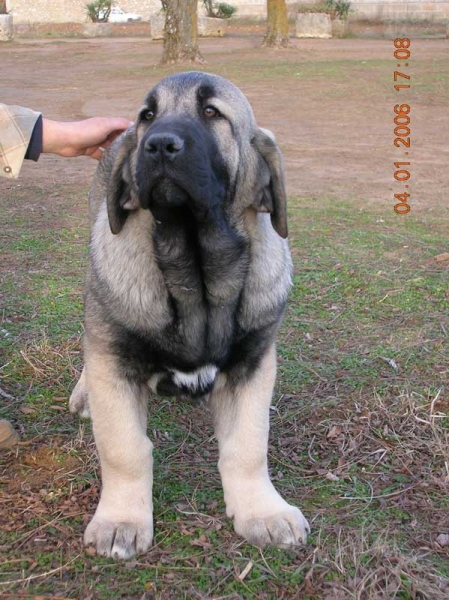 Loba de Lunava
(Ch. Tajo de la Peña Mora x Muria de Galisancho)
Nacida: 17.09.2005  

Keywords: puppyspain puppy cachorro lunava