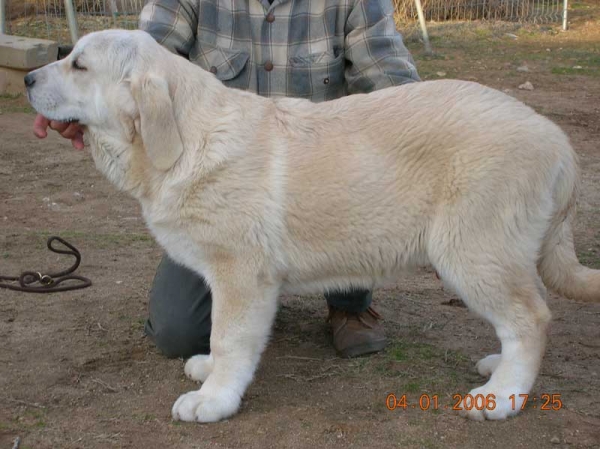 Wampy de Lunava (Lola) - 3,5 meses
(Ch. Mayoral de Hazas de Cesto x Nina de Valdejera)
Nacida: 10.09.2005  

Keywords: puppyspain puppy cachorro lunava