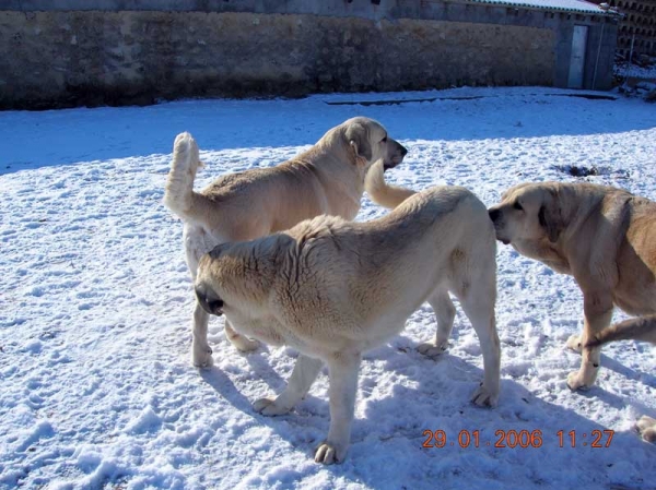 Ejemplares Criadero Lunava
Keywords: snow nieve lunava