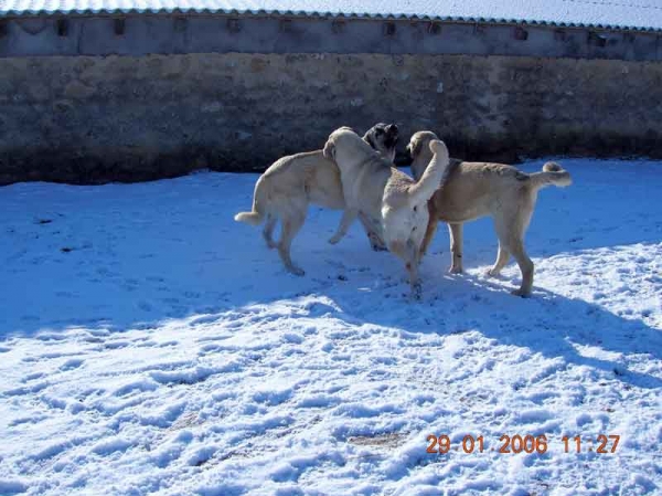 Ejemplares Criadero Lunava
Keywords: snow nieve lunava