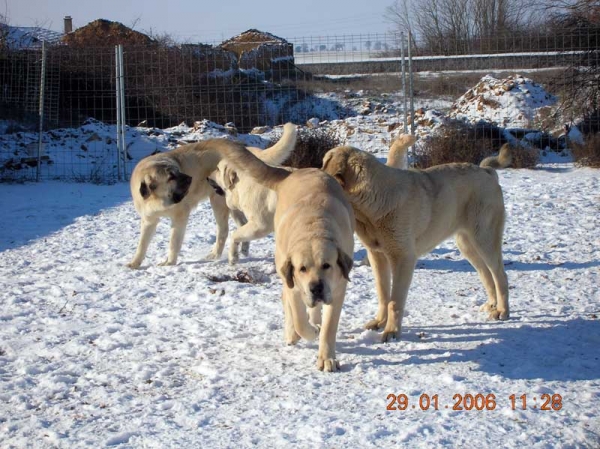 Ejemplares Criadero Lunava
Keywords: snow nieve lunava