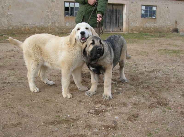 Lola y Loba de Lunava
Keywords: puppy cachorro lunava