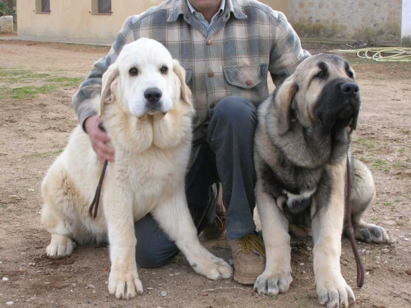 Lola & Loba de Lunava
Keywords: puppyspain puppy cachorro lunava