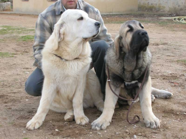 Lola & Loba de Lunava
Keywords: puppyspain puppy cachorro lunava