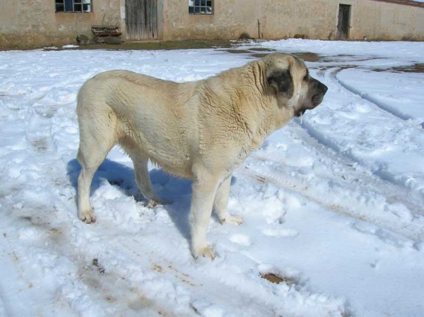 Bruno (Akiles de Hazas de Cesto)
Keywords: snow nieve lunava