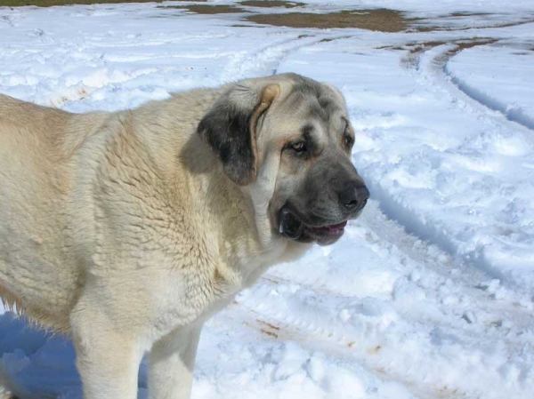 Bruno (Akiles de Hazas de Cesto)
Keywords: snow nieve lunava