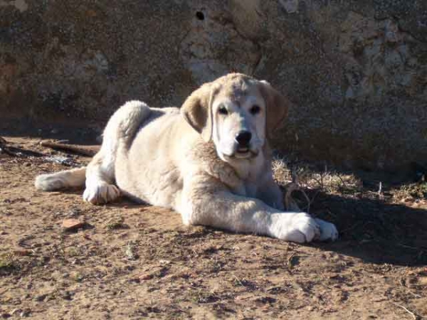 Senda de Lunava
Keywords: puppyspain puppy cachorro lunava