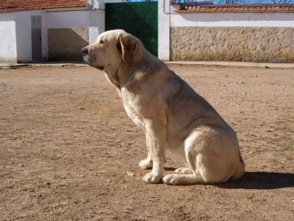 Muria de Galisancho
Keywords: lunava