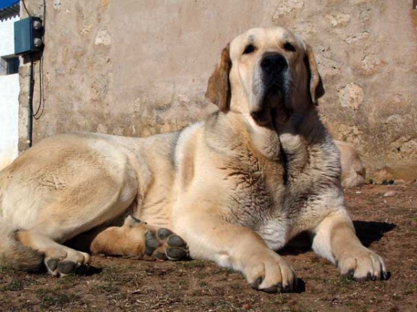 Muria de Galisancho
(Ulises de Ablanera x Musa de Galisancho)
Nacida: 11.01.2003  

Keywords: lunava