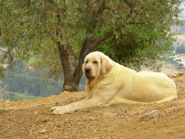 Bribon de Babia
Ch.Ulises de Babia X Linda de Reciecho
Keywords: Babia Reciecho De Pizarra