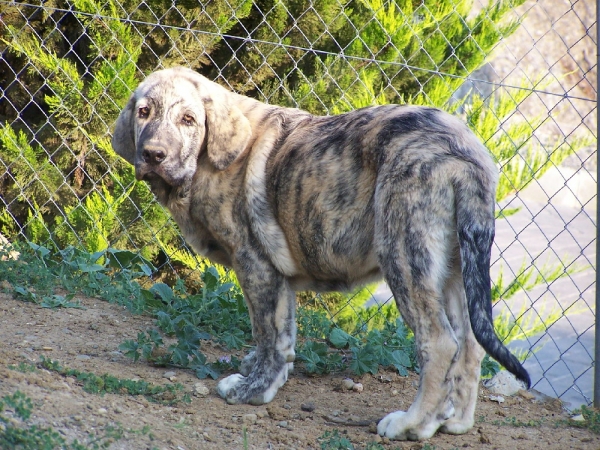 Caco De Pizarra  3 meses
Bruja de Fuente Mimbre  X  Moroco de Fuente Mimbre
Keywords: De Pizarra Fuente Mimbre