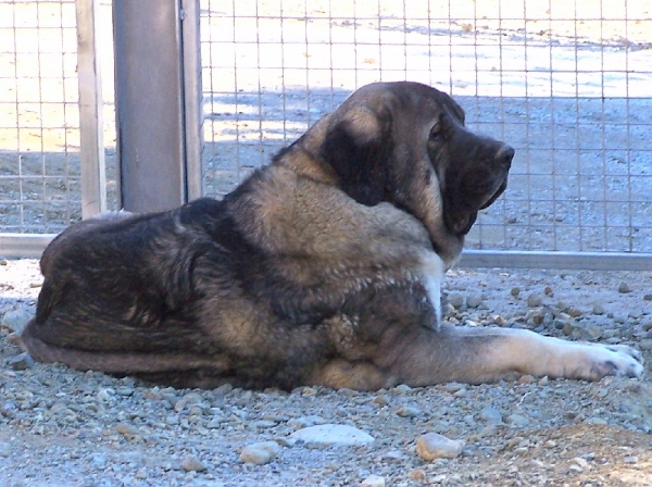 Montañes de Hazas de Cesto (19 meses)
Ch. Emperador de Hazas de Cesto X Ch. Goya de Hazas de Cesto 
Nac. 08-06-2004  

Keywords: pizarra