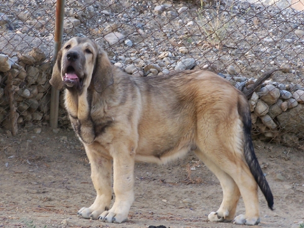 Piyayo De Pizarra
Moroco de Fuentemimbre X Bruja de Fuentemimbre
Nacimiento 15.01.07
Keywords: De Pizarra